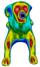 Thermografie Hund liegend von vorn