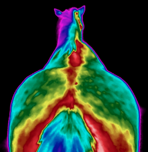 Thermografie eines Pferder&uuml;ckens
